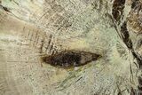 Detailed Polished Petrified Wood With Malachite - Turkey #383669-1